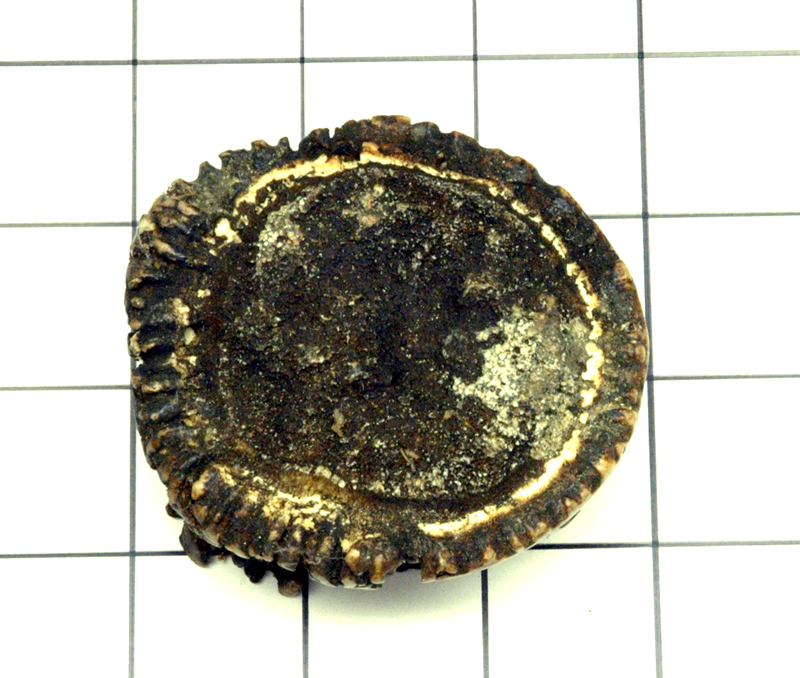 PE4707 Stag Crowns - Large