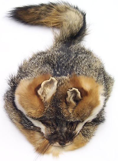 MG4301 Gray Fox Hat